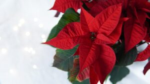 Stella di Natale con foglie cadute, ramo da potare a 10 cm per favorire la crescita.