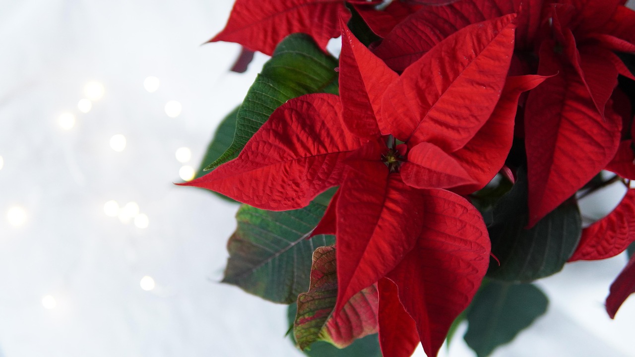 Stella di Natale con foglie cadute, ramo da potare a 10 cm per favorire la crescita.