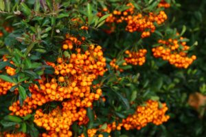 Siepe di Pyracantha con bacche arancioni, spinoso arbusto che attira uccelli e offre protezione.